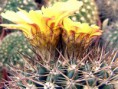 /album/fotogaleria-fotogaleria/notocactus-erythracanthus-2696-%2c-98004%2c-notos-%c2%b496-0116-3-jpg/